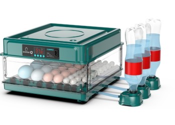 Incubação de ovos de codorna: Passo a passo para uma eclosão bem-sucedida